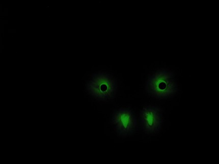 Plush monster by NuitBlanche